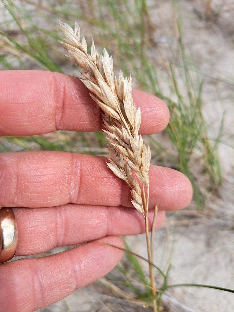 Seashore Bluegrass photo 5