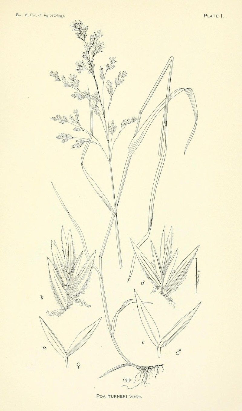 Largeglume Bluegrass