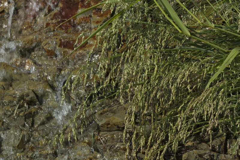 Largeglume Bluegrass
