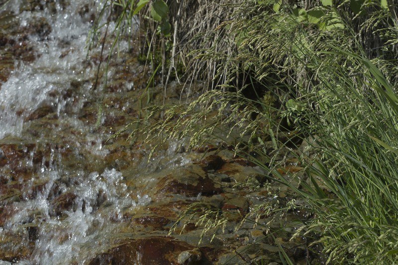 Largeglume Bluegrass photo 2