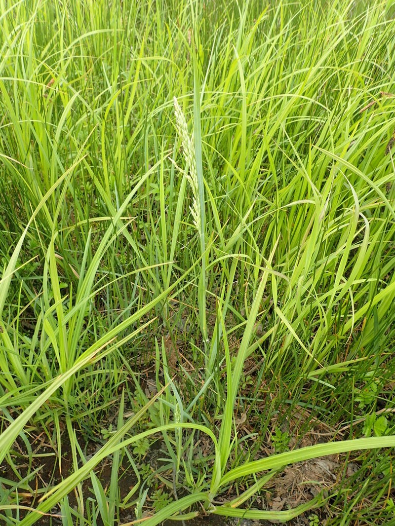 Largeglume Bluegrass photo 3