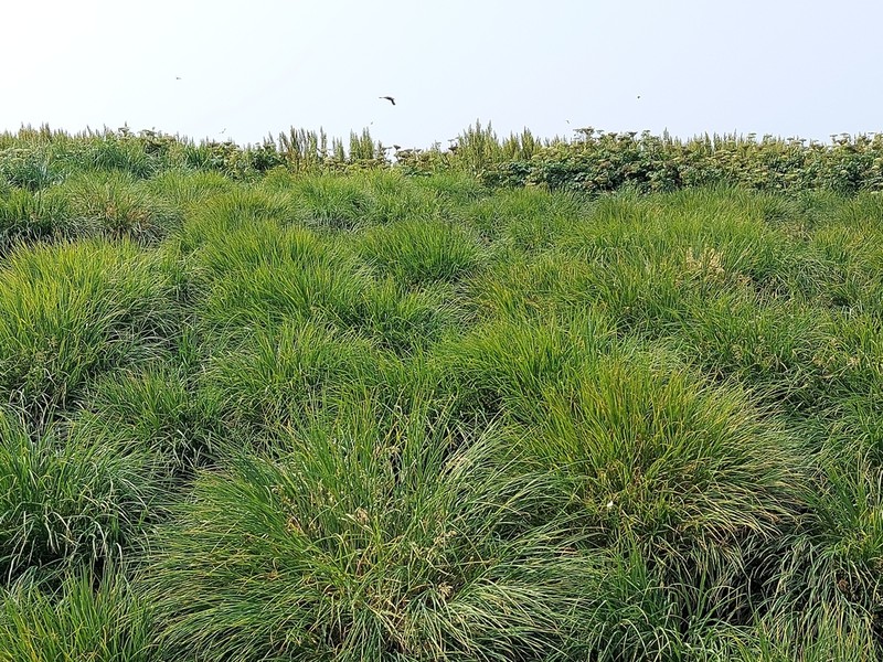 Largeglume Bluegrass photo 4
