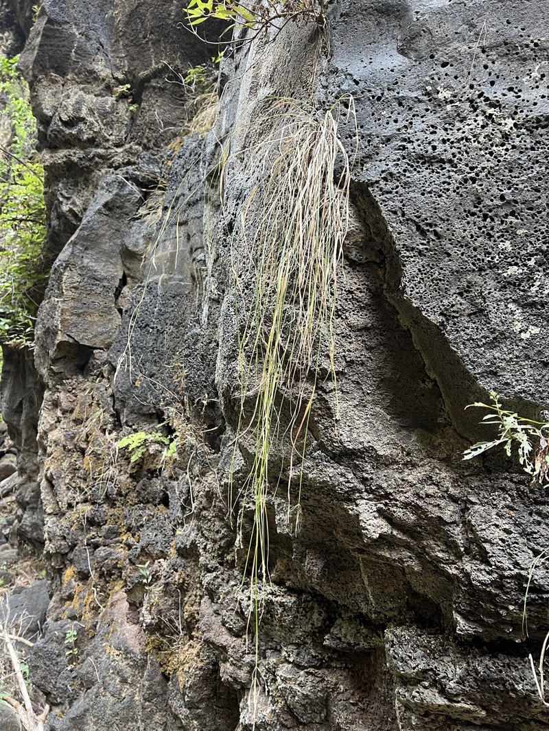 Olokele Gulch Bluegrass photo 6