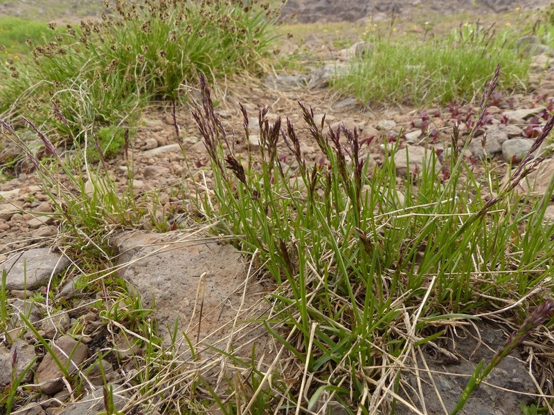 Poa mansfieldii photo 2