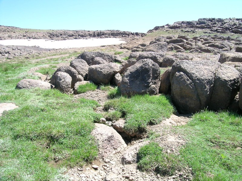 Poa mansfieldii photo 3