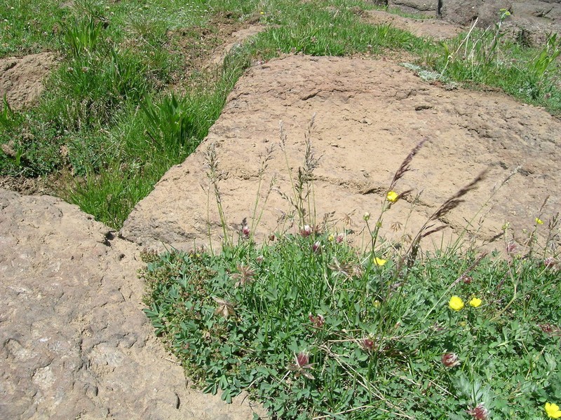 Poa mansfieldii photo 4