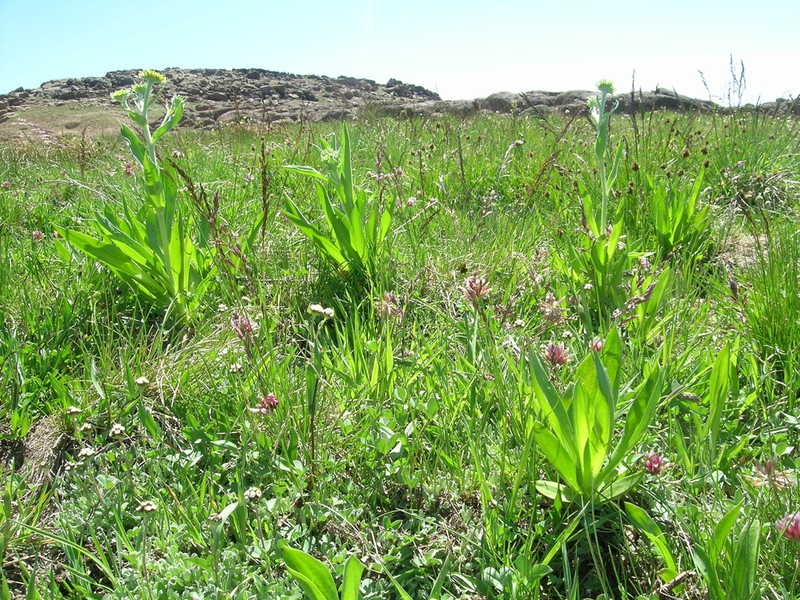 Poa mansfieldii photo 5