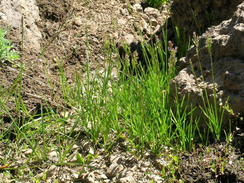 Poa mansfieldii photo 8