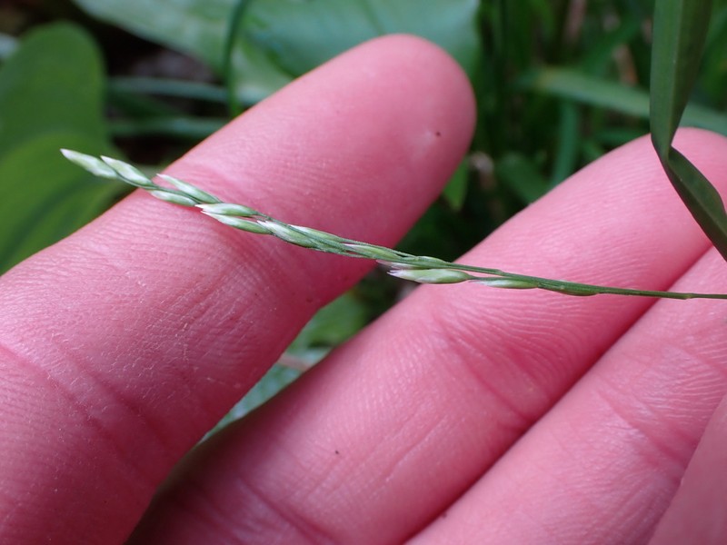 Withered Bluegrass