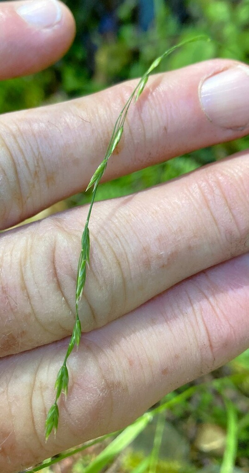 Withered Bluegrass photo 3