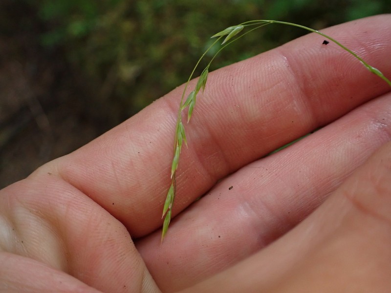Withered Bluegrass photo 4