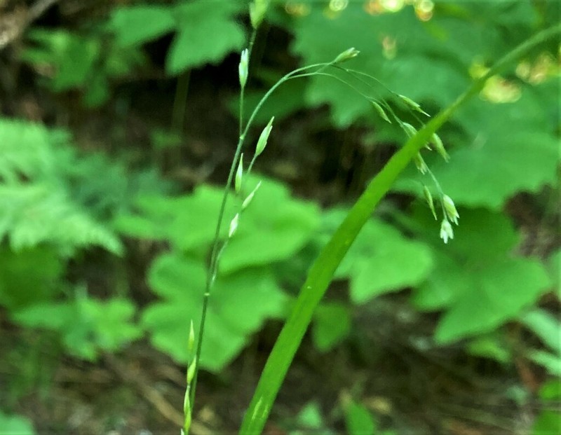 Withered Bluegrass photo 5