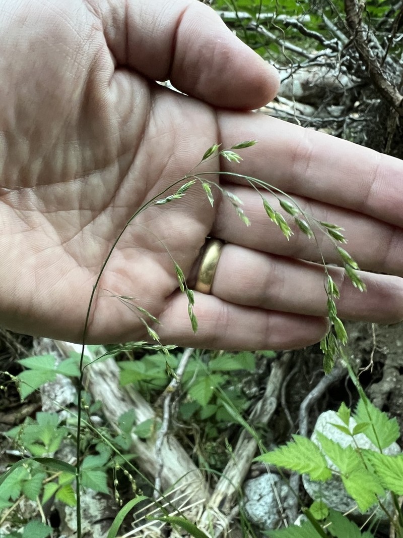 Withered Bluegrass photo 6