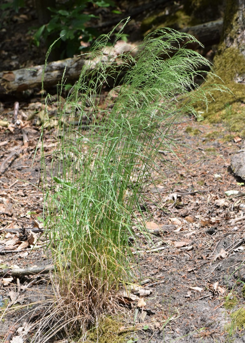 Wood Bluegrass photo 2