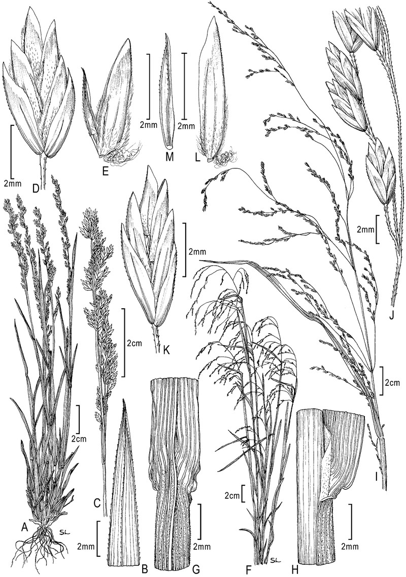 New Mexico Bluegrass