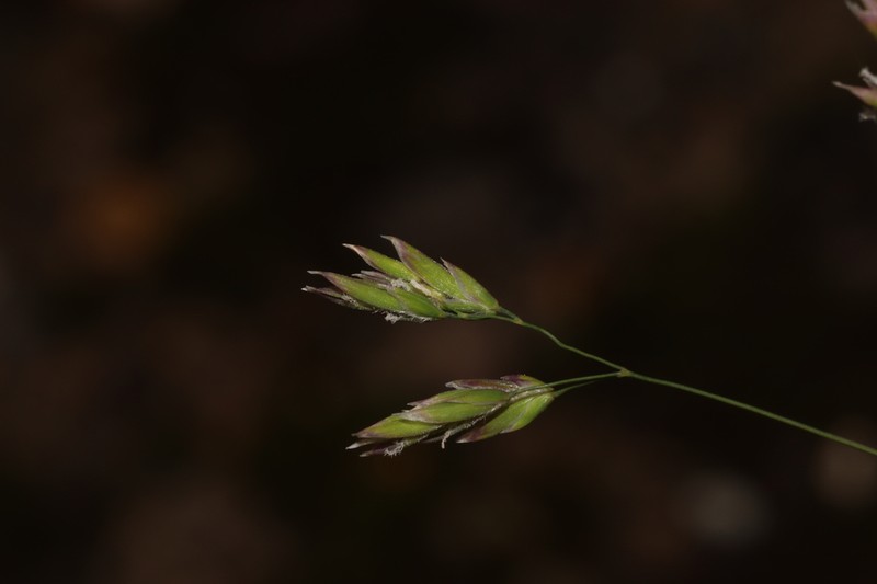 Poa ogamontana