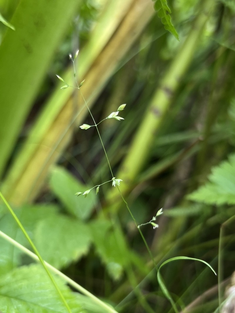 Bog Bluegrass photo 3