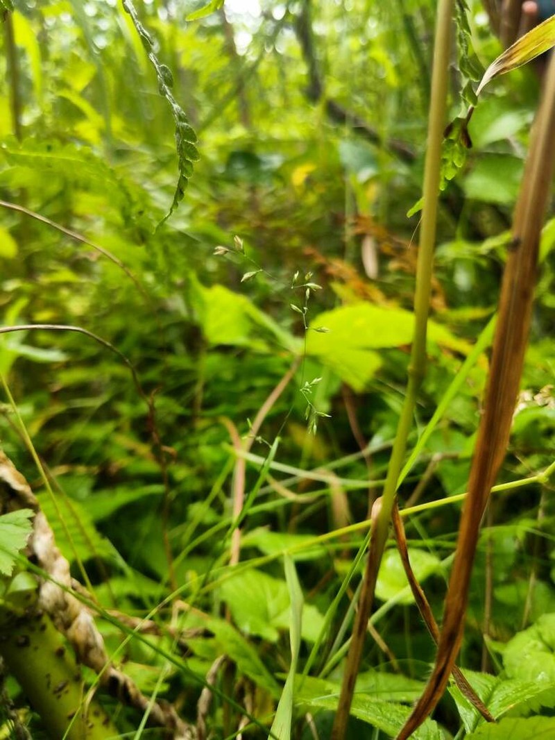 Bog Bluegrass photo 4