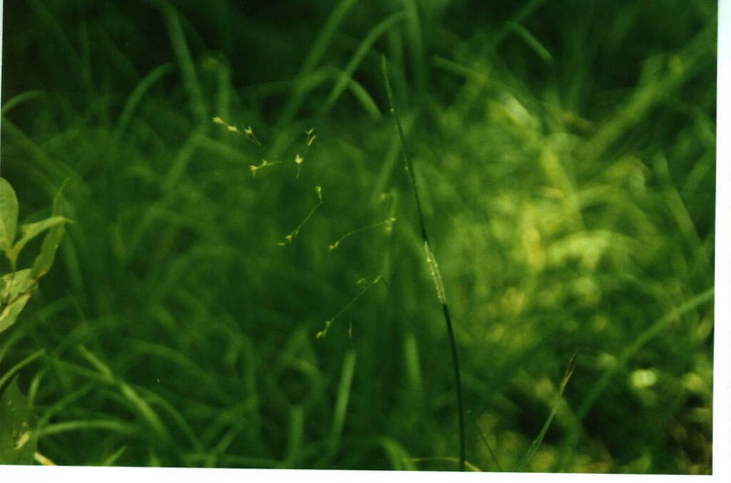 Bog Bluegrass photo 6