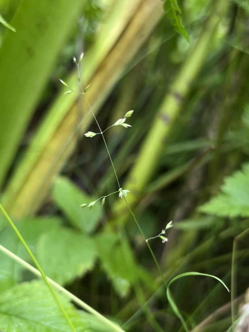 Bog Bluegrass photo 7