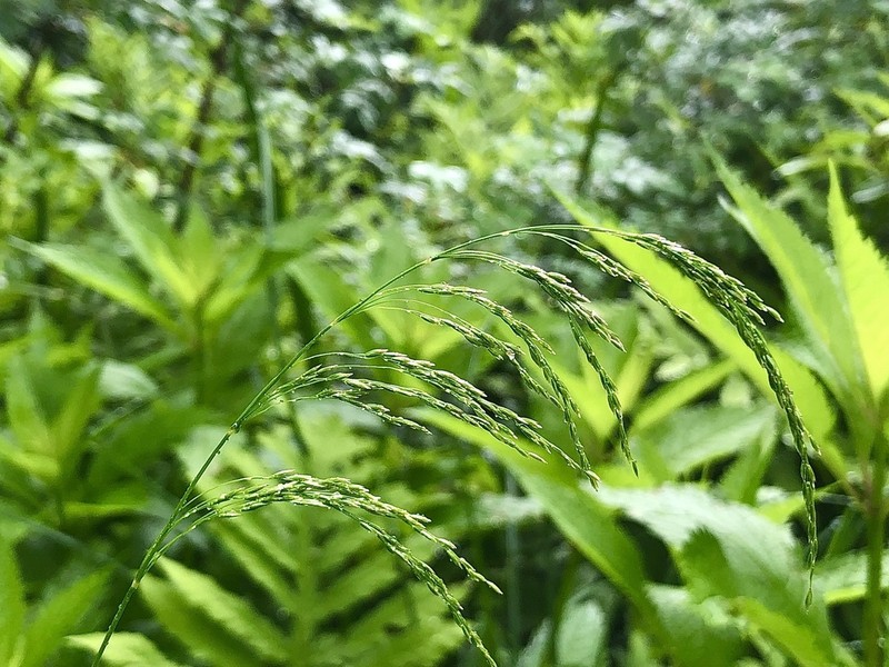 Fowl Bluegrass photo 3