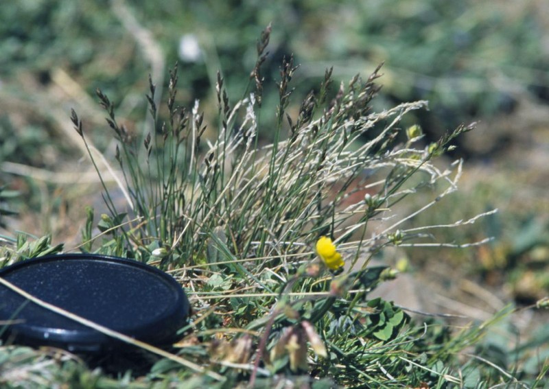Poa pattersonii