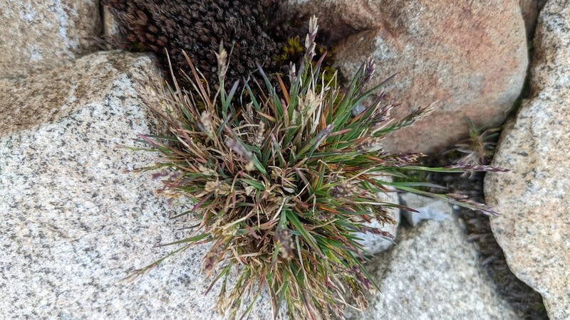 Poa pattersonii photo 2