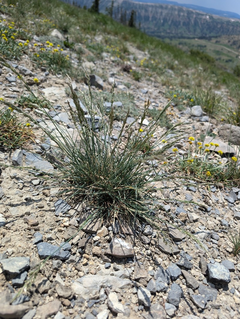 Poa pattersonii photo 4