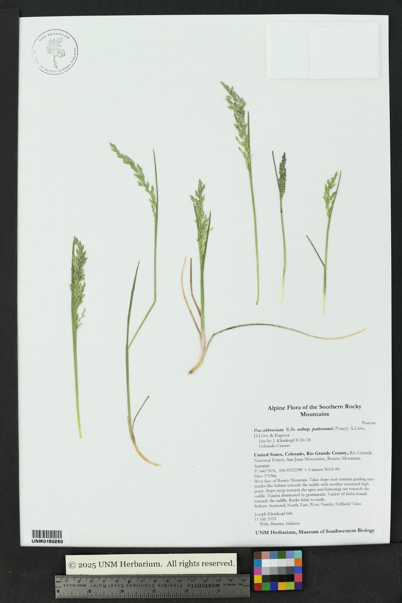 Poa pattersonii photo 5