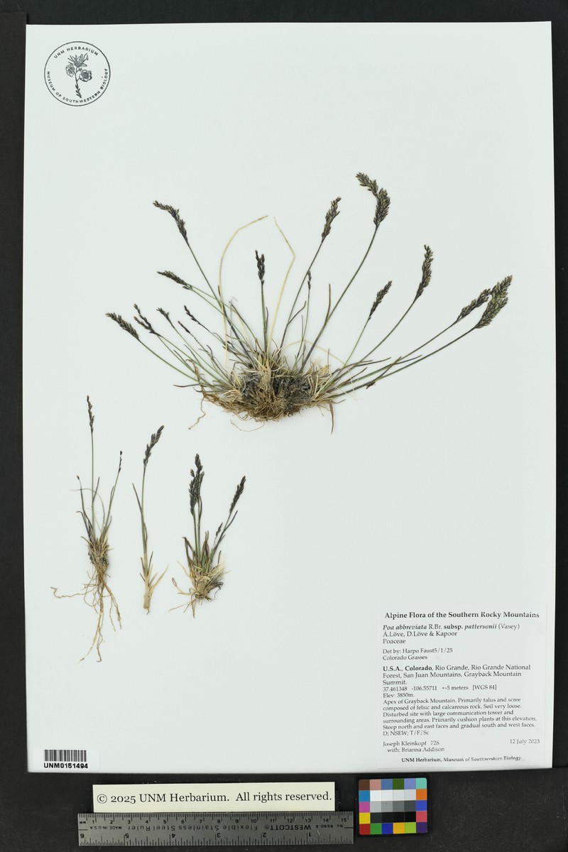 Poa pattersonii photo 6