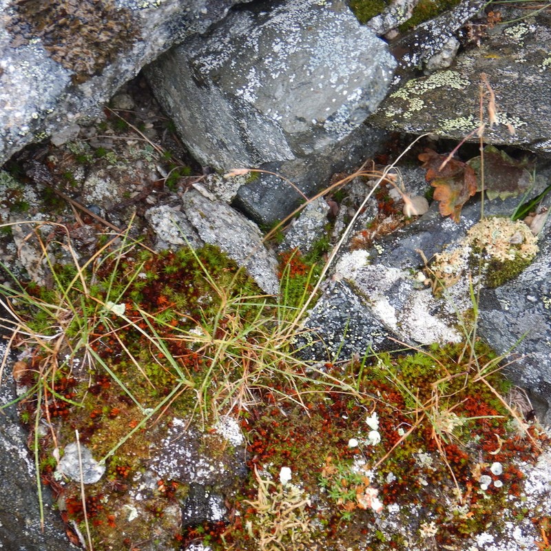 Alaska Bluegrass photo 2