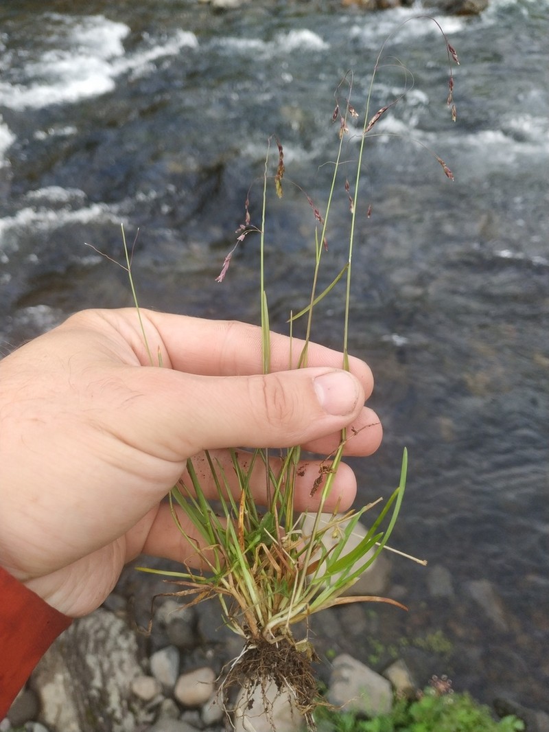 Alaska Bluegrass photo 3