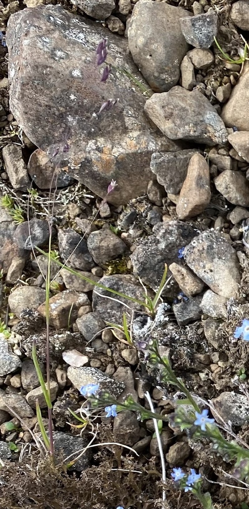 Alaska Bluegrass photo 6