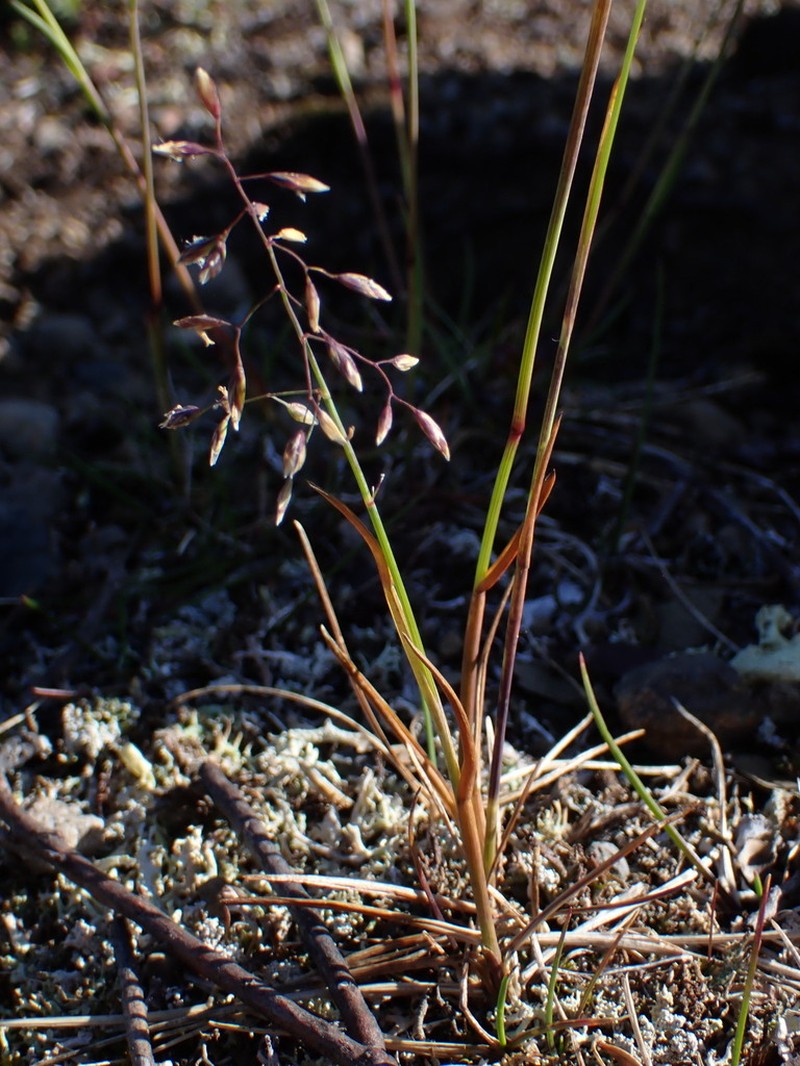 Porsild's Bluegrass