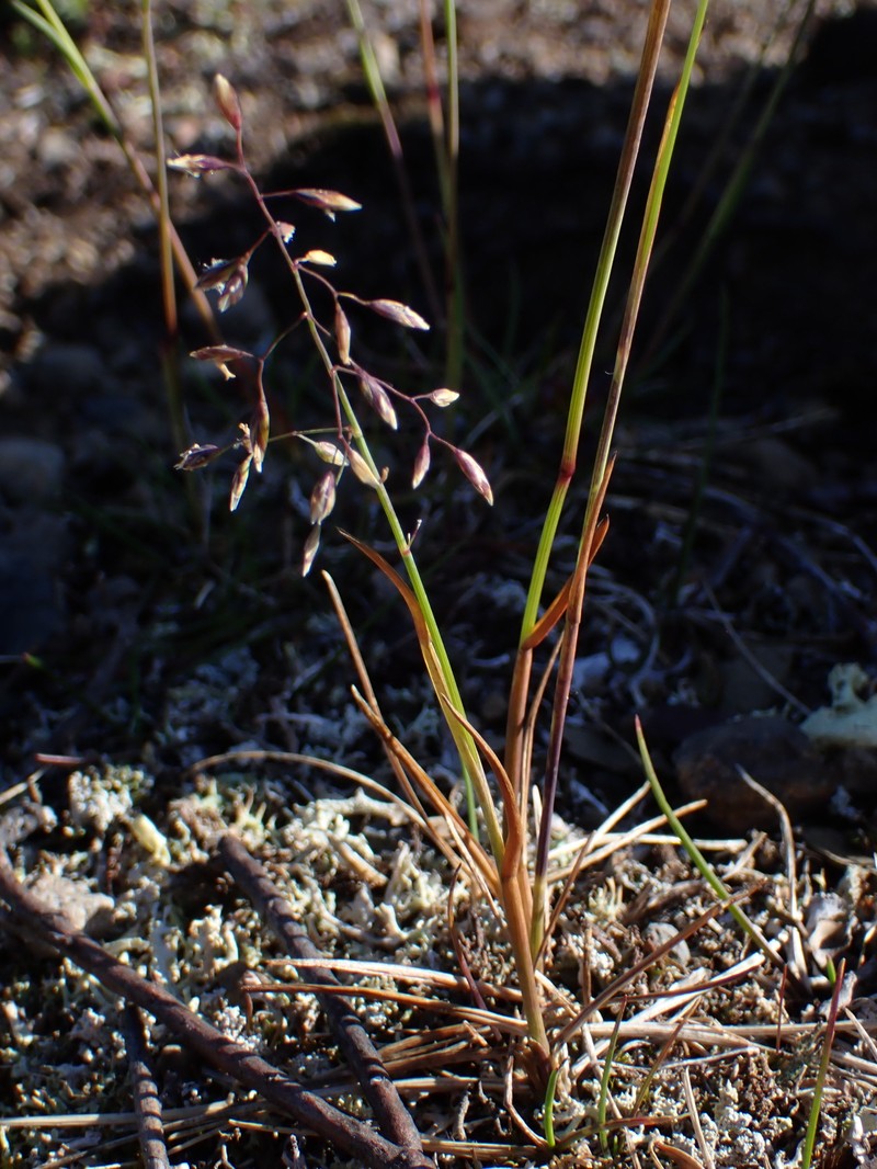 Porsild's Bluegrass photo 2