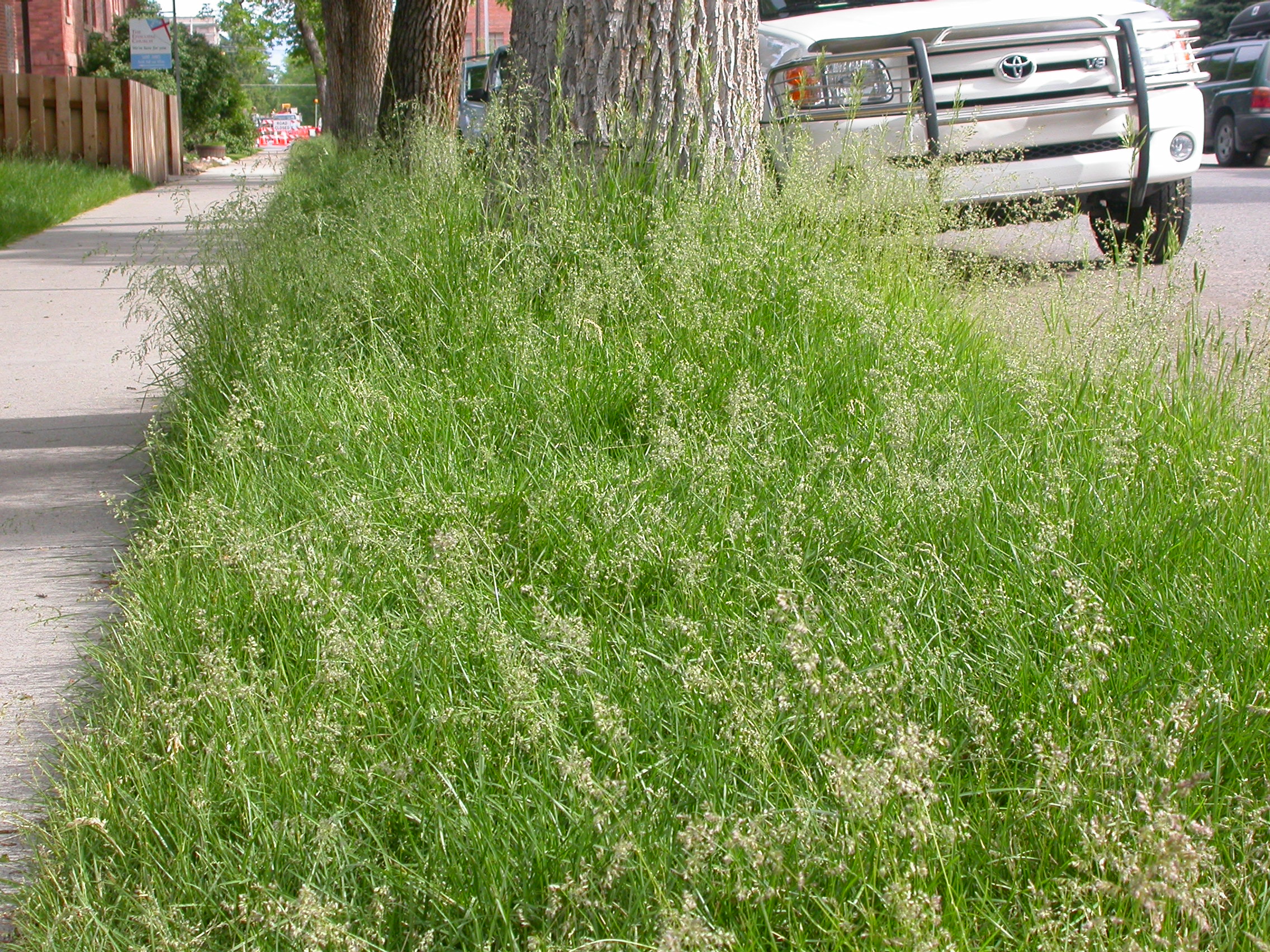Kentucky Bluegrass photo 2
