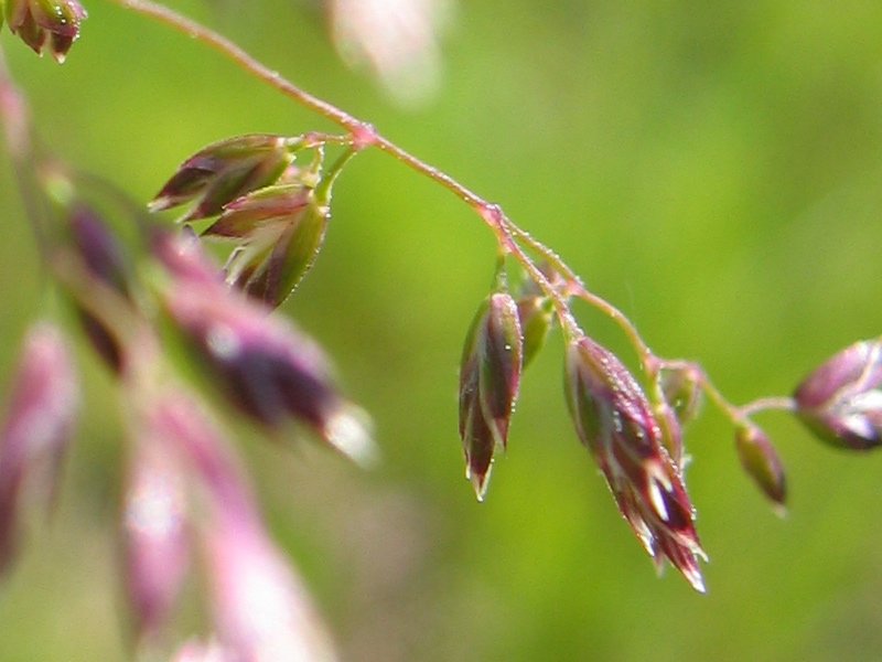 Kentucky Bluegrass photo 3