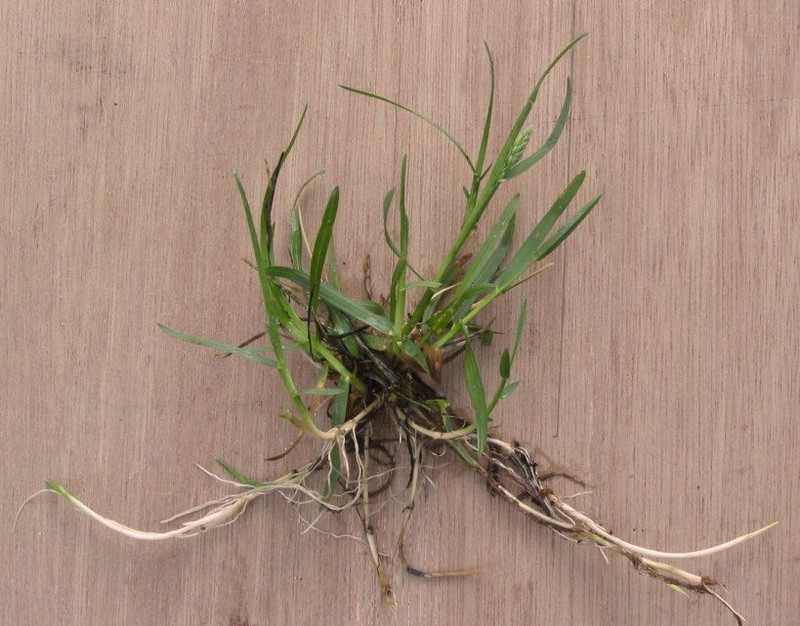 Kentucky Bluegrass