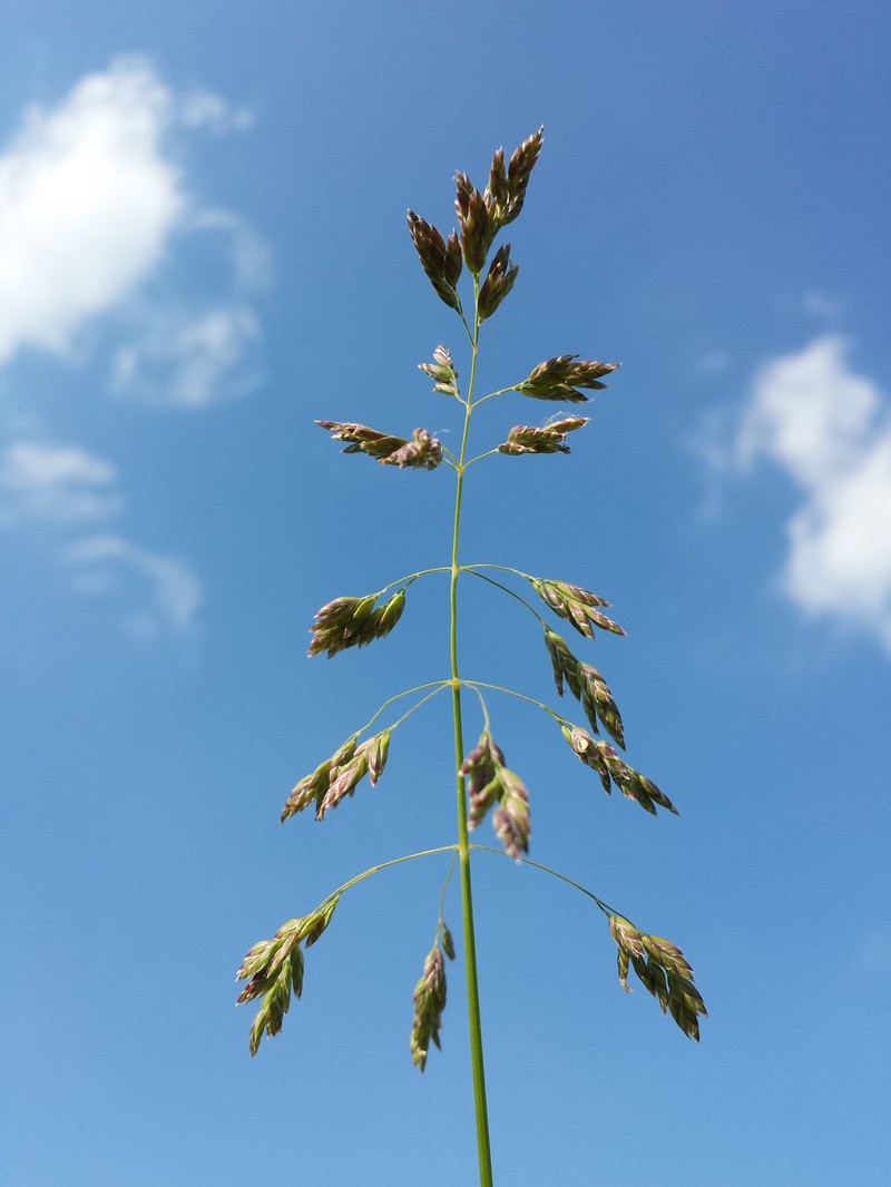Kentucky Bluegrass photo 7
