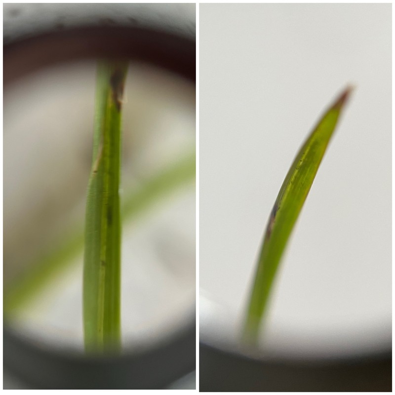 Poa pratensis subsp. pratensis