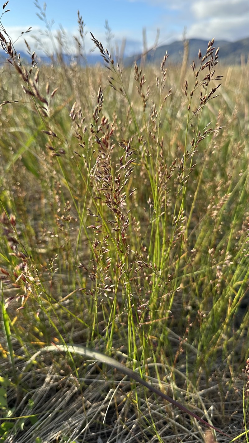Poa pratensis subsp. pratensis photo 2