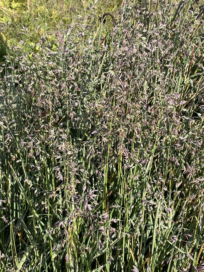 Poa pratensis subsp. pratensis photo 3