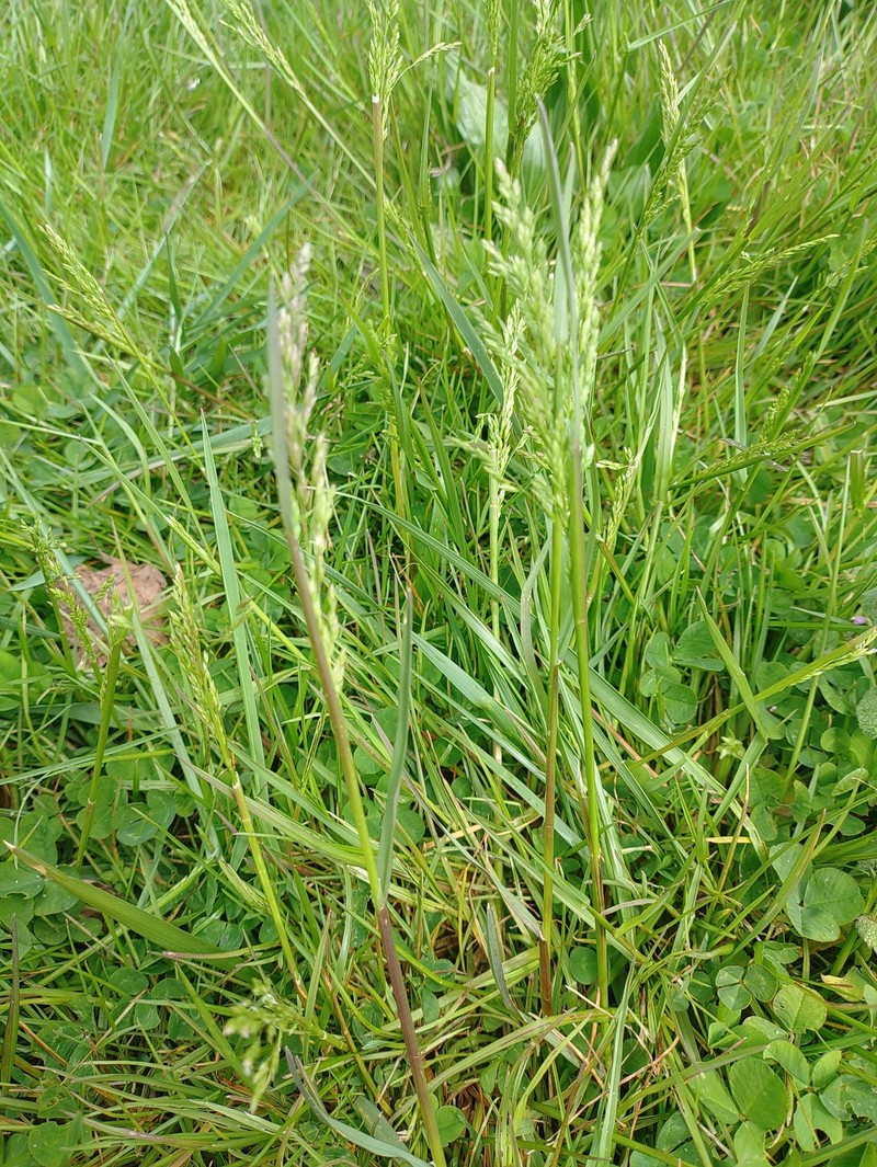 Poa pratensis subsp. pratensis photo 4
