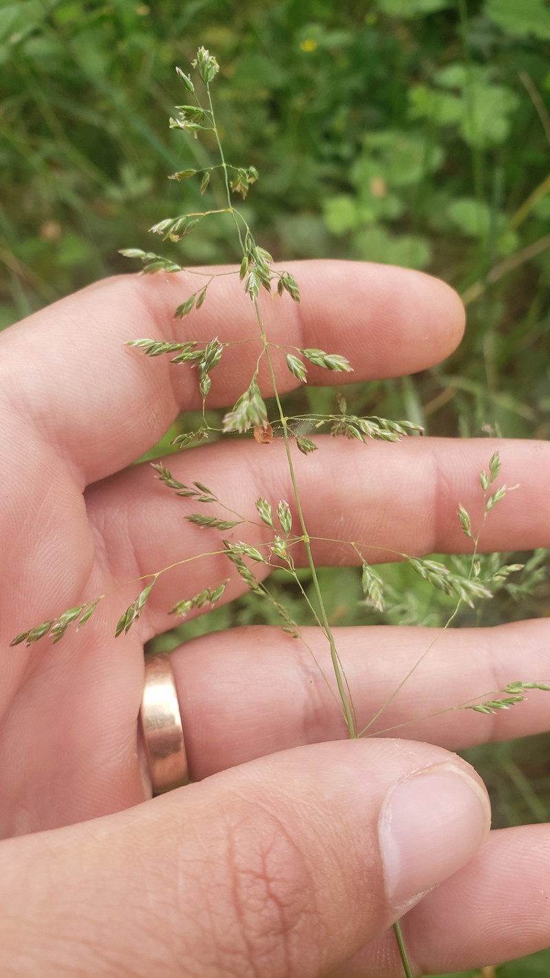 Poa pratensis subsp. pratensis photo 5