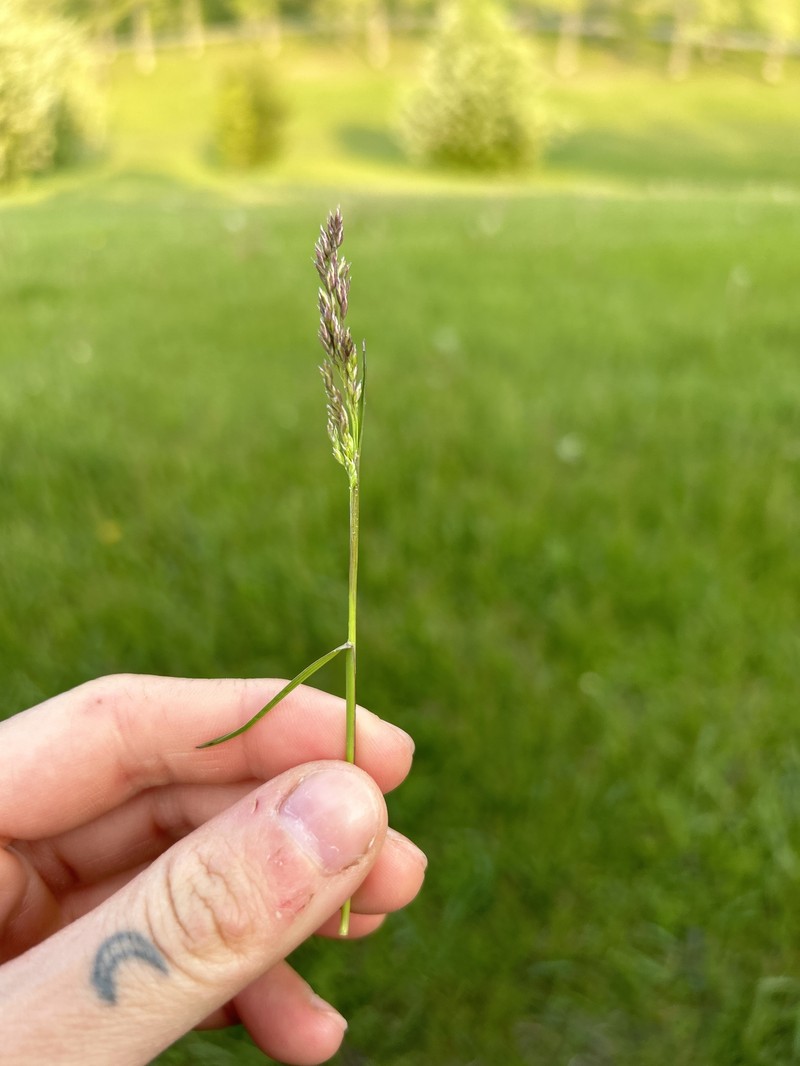 Poa pratensis subsp. pratensis photo 6
