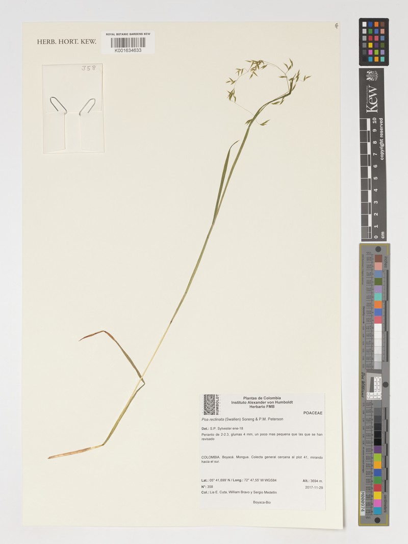 Poa reclinata