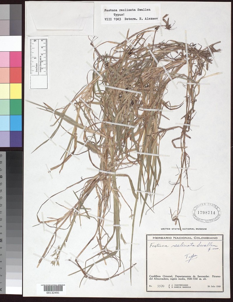 Poa reclinata photo 2