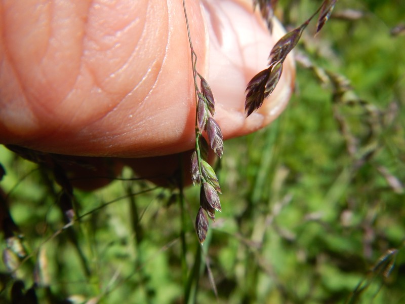 Nodding Bluegrass photo 3