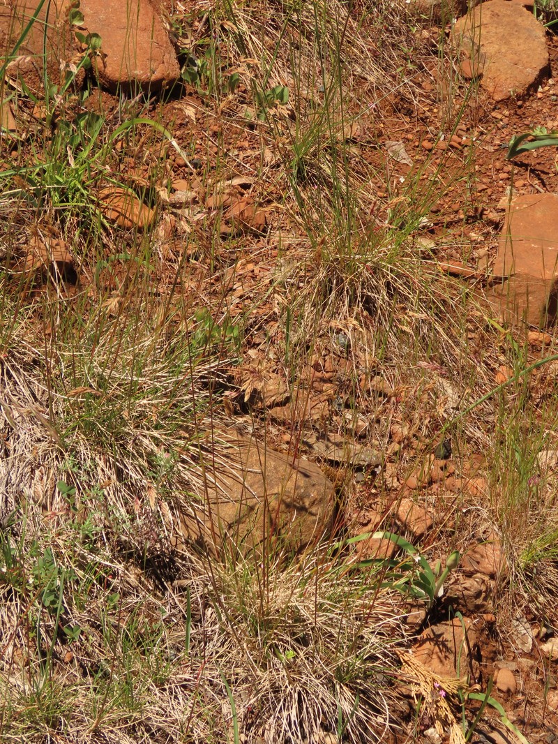 Rhizome Bluegrass