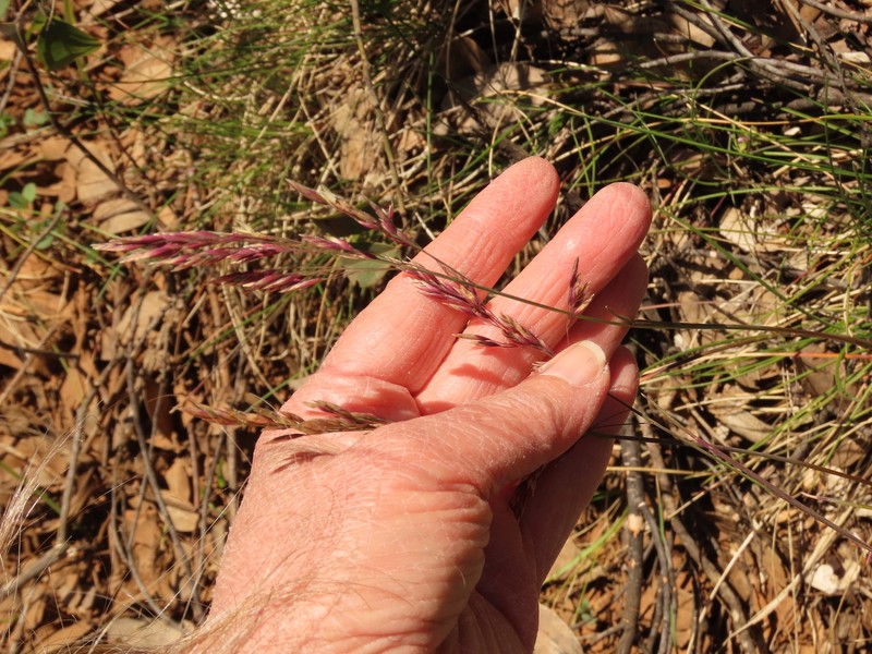 Rhizome Bluegrass photo 3